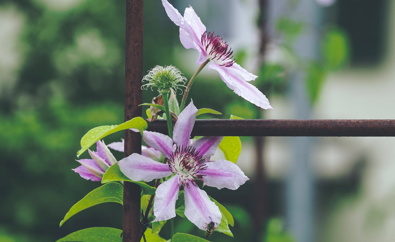 about-01 Beautiful blooming clematis flowers with raindrops on a garden trellis, showcasing nature's vibrant colors.