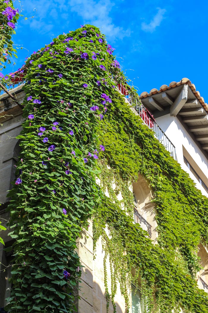 hero-img-02 A picturesque building in Arles, France adorned with lush green ivy under a clear blue sky.