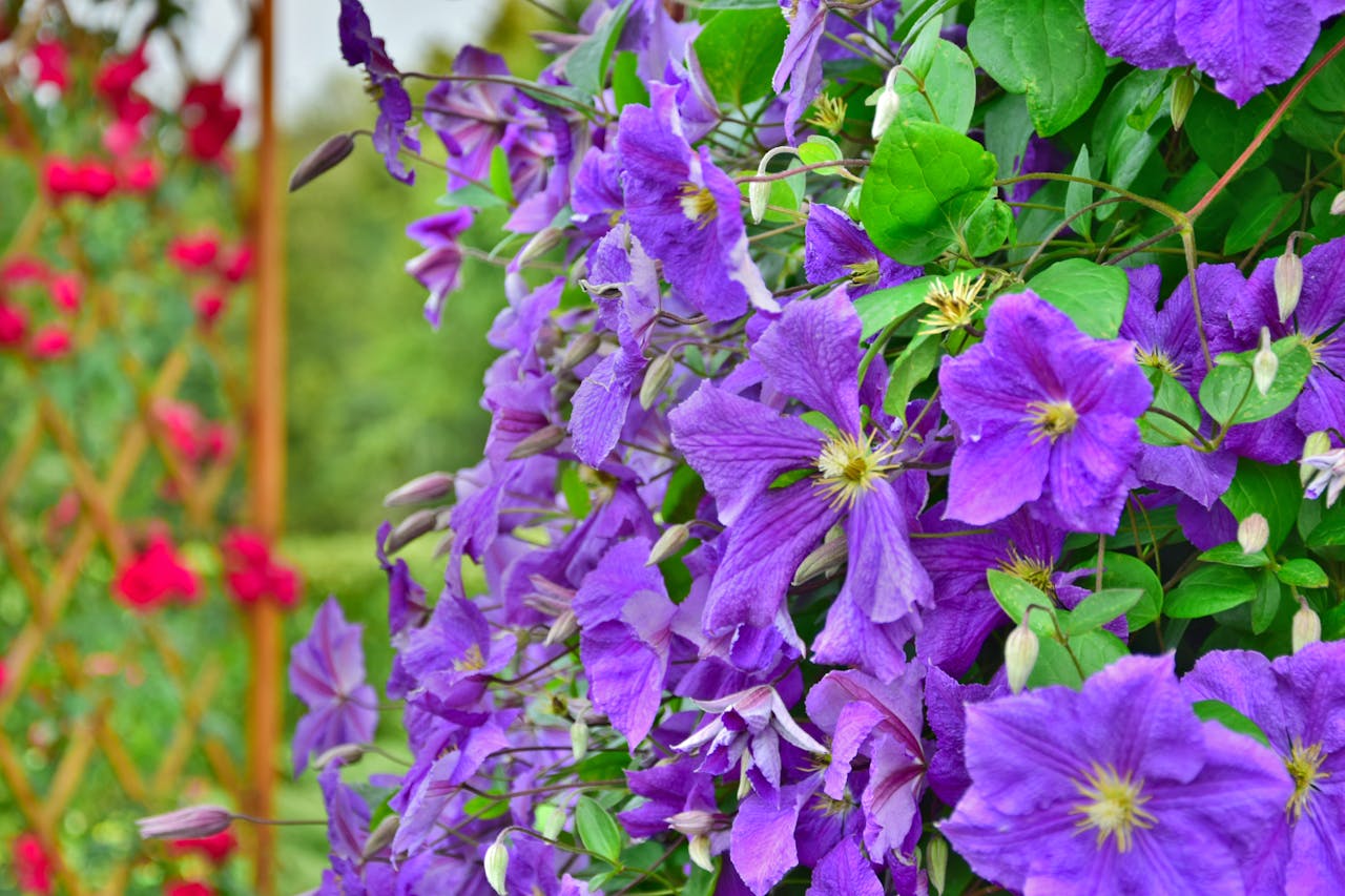 hero-img-01 Close-up of vivid purple clematis flowers in full bloom in a garden setting.