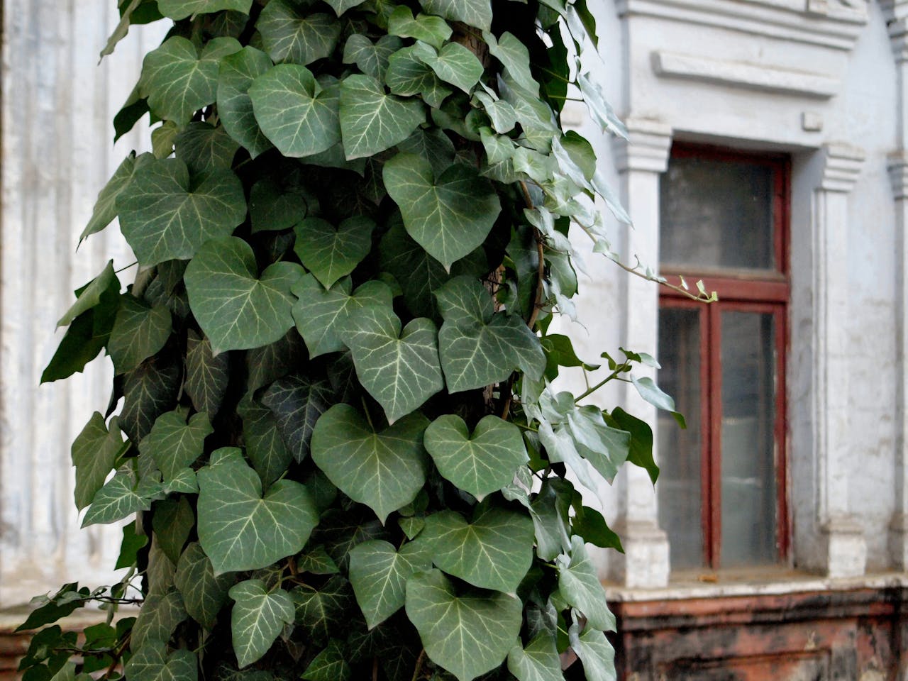 services-01 Lush ivy leaves climbing a column beside a rustic window in an old building.